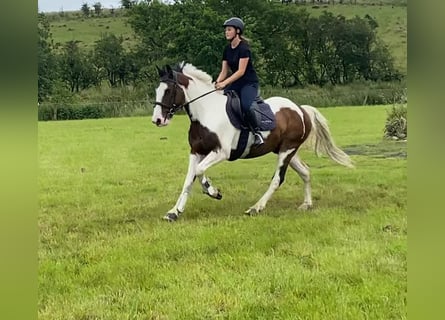 Cob, Wallach, 4 Jahre, 147 cm, Tigerschecke