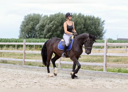Cob, Wallach, 4 Jahre, 150 cm, Rappe