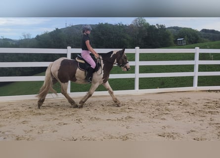Cob, Wallach, 4 Jahre, 150 cm, Schecke