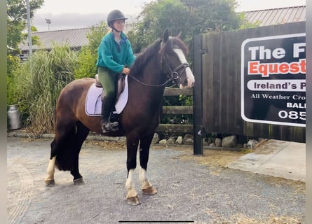 Cob, Wallach, 4 Jahre, 152 cm, Rappe