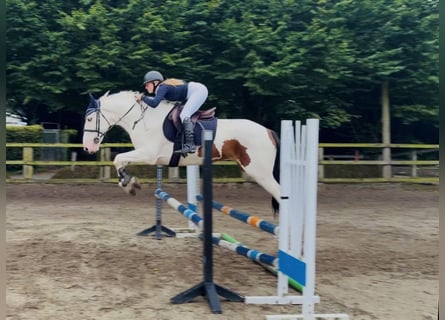 Cob, Wallach, 4 Jahre, 154 cm, Tobiano-alle-Farben
