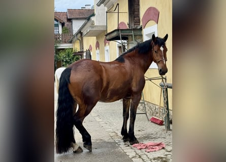 Cob Mix, Wallach, 4 Jahre, 162 cm, Brauner