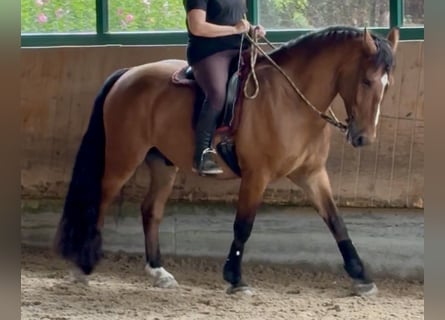 Cob, Wallach, 4 Jahre, 162 cm, Brauner