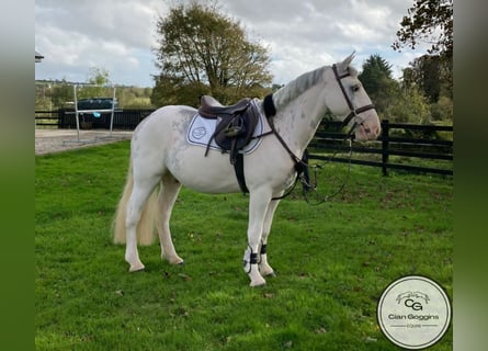Cob, Wallach, 5 Jahre, 142 cm, White
