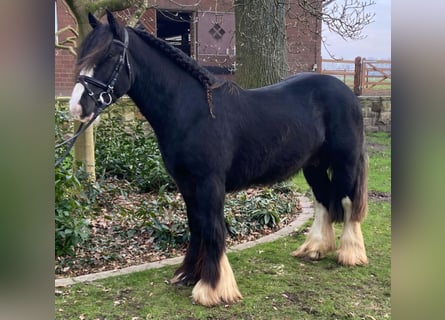 Cob, Wallach, 5 Jahre, 145 cm, Schecke