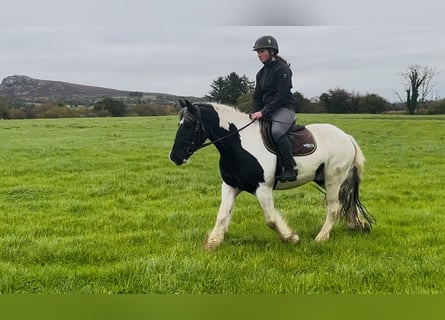 Cob, Wallach, 5 Jahre, 148 cm, Schecke
