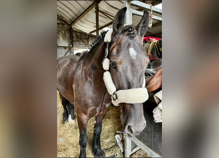 Cob, Wallach, 5 Jahre, 155 cm, Rappe