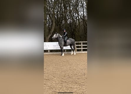 Cob Mix, Wallach, 5 Jahre, 173 cm, Schimmel