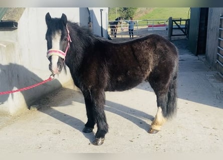 Cob, Wallach, 6 Jahre, 125 cm, Rappe