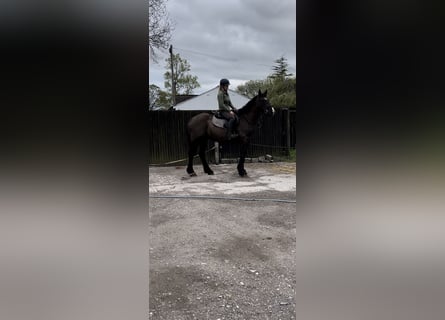 Cob Mix, Wallach, 6 Jahre, 163 cm, Rappe