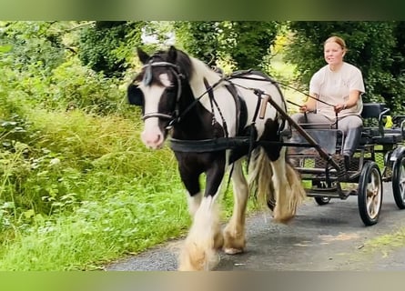 Cob, Wallach, 8 Jahre, 133 cm, Schecke