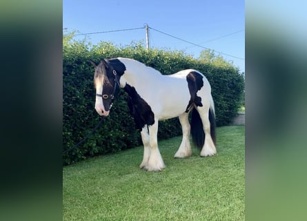 Cob, Wallach, 8 Jahre, 163 cm, Rappe