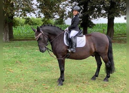 Cob, Wallach, 9 Jahre, 140 cm, Rappe