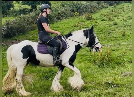 Cob, Yegua, 4 años, 140 cm, Pío