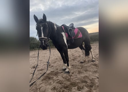 Cob Mestizo, Yegua, 4 años, 150 cm, Tobiano-todas las-capas