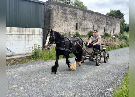 Cob, Yegua, 6 años, 135 cm, Negro