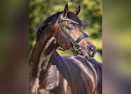 Oldenburg-International (OS), Stallion, 6 years, 16.1 hh, Smoky-Black