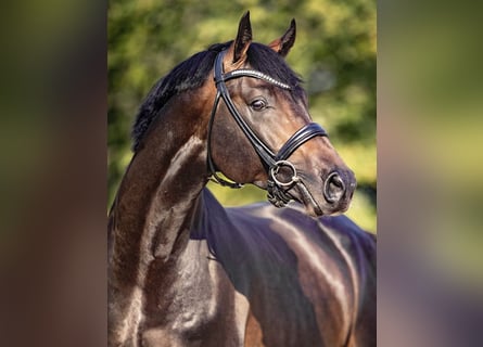 Oldenburger Springpferd, Hengst, 7 Jahre, 167 cm, Schwarzbrauner