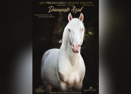 Lusitano, Stallion, 18 years, 15,2 hh, Perlino