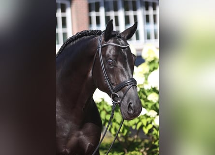 Westfaliano, Semental, 12 años, 170 cm, Morcillo