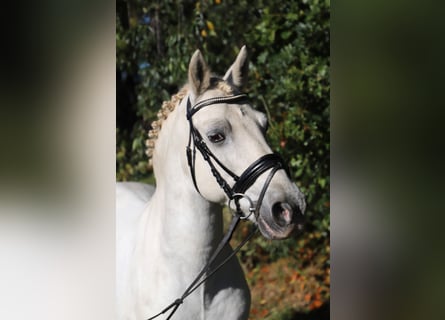 Connemara Mestizo, Caballo castrado, 10 años, 146 cm, Tordo