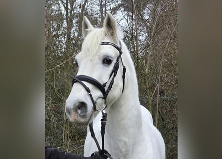 Connemara Mestizo, Caballo castrado, 10 años, 149 cm, Tordo