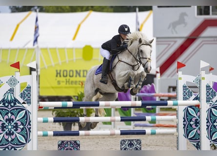 Connemara, Caballo castrado, 11 años, 148 cm, Tordo