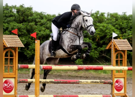 Connemara, Caballo castrado, 12 años, 148 cm, Tordillo negro