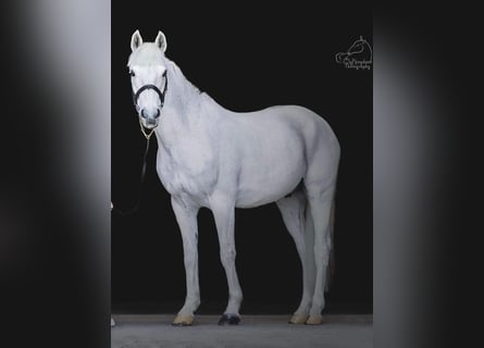 Connemara, Caballo castrado, 15 años, 148 cm, White/Blanco