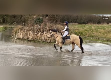 Connemara, Caballo castrado, 16 años, 148 cm, Bayo