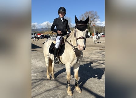 Connemara, Caballo castrado, 19 años, 146 cm, Cremello