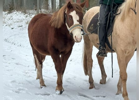 Connemara Mestizo, Caballo castrado, 3 años, 145 cm, Alazán