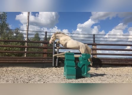 Connemara, Caballo castrado, 3 años, 145 cm, Cremello