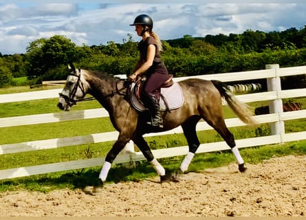 Connemara, Caballo castrado, 3 años, 145 cm, Tordo