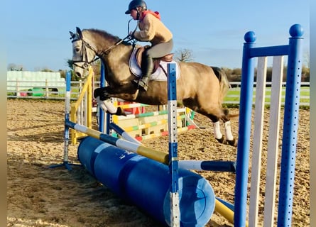 Connemara, Caballo castrado, 3 años, 145 cm, Tordo