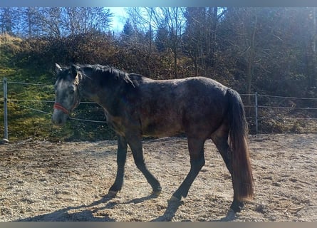 Connemara, Caballo castrado, 3 años, 146 cm, Tordo