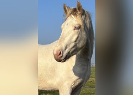 Connemara, Caballo castrado, 3 años, 147 cm, Cremello