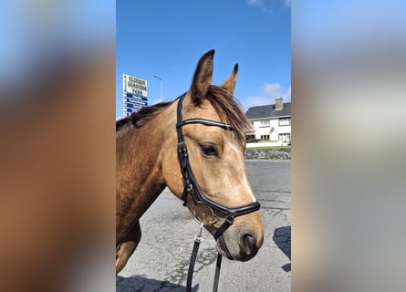 Connemara, Caballo castrado, 3 años, 148 cm