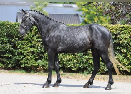 Connemara, Caballo castrado, 3 años, 148 cm, Porcelana