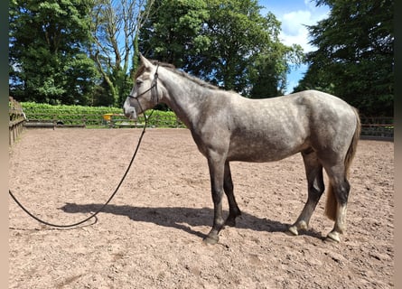 Connemara, Caballo castrado, 3 años, 148 cm, Tordo