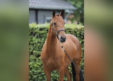 Connemara, Caballo castrado, 3 años, 150 cm, Castaño