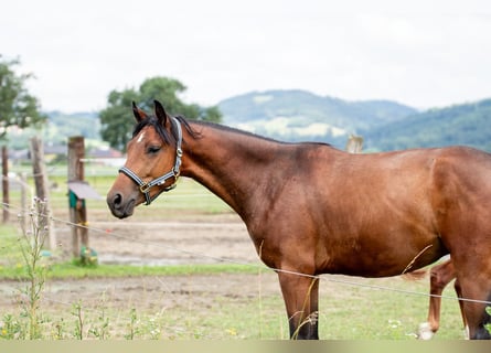 Connemara, Caballo castrado, 3 años, 155 cm