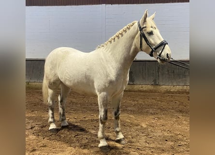 Connemara Mestizo, Caballo castrado, 3 años, 155 cm, Champán