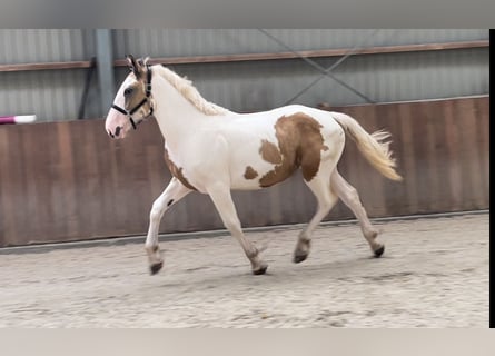 Connemara, Caballo castrado, 3 años, 155 cm, Pío