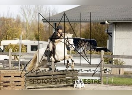 Connemara, Caballo castrado, 4 años, 145 cm, Cremello