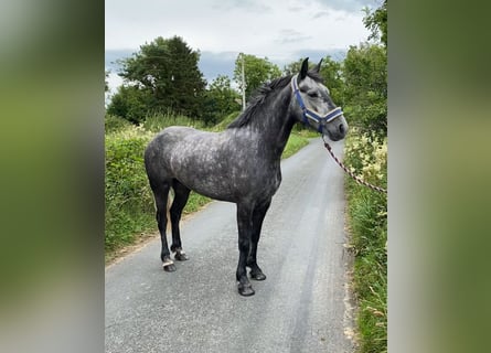 Connemara, Caballo castrado, 4 años, 145 cm, Tordo