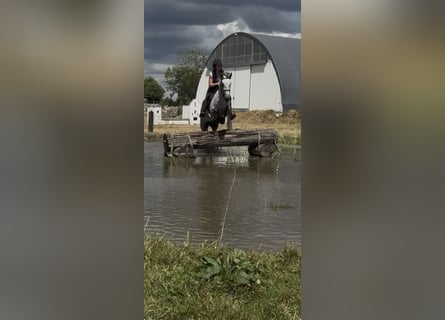 Connemara, Caballo castrado, 4 años, 145 cm, Tordo