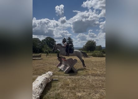 Connemara, Caballo castrado, 4 años, 145 cm, Tordo