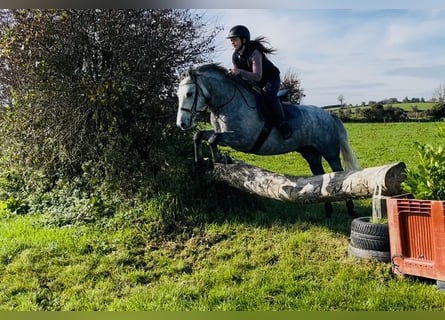 Connemara, Caballo castrado, 4 años, 146 cm, Tordo
