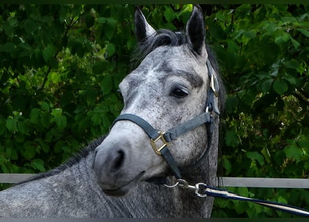 Connemara, Caballo castrado, 4 años, 147 cm, Musgo marrón